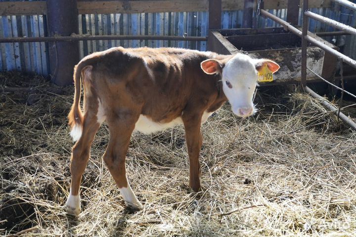 Телки герефордской породы класса класса элита и эл