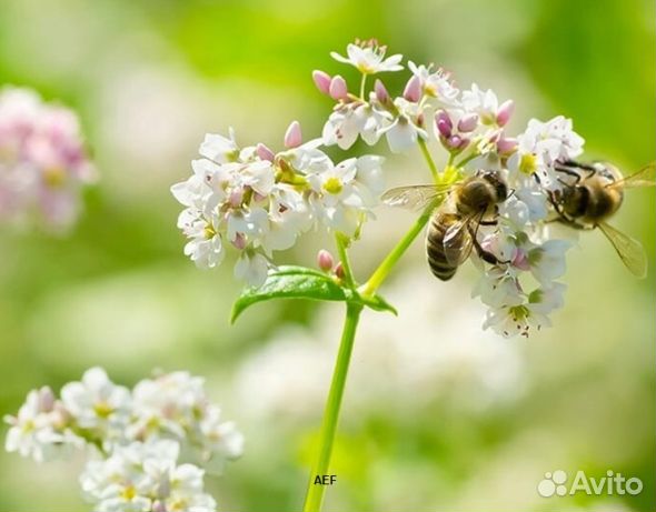 Мед 2024 года натуральный опт