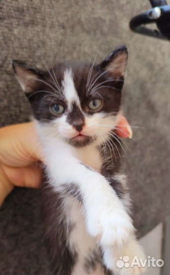 Маленькие котята в добрые руки