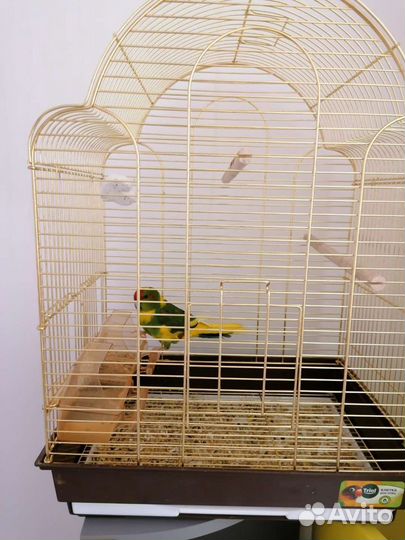 Попугай Какарик