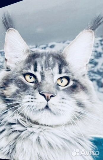 Мейнкуны полидакты и классики котята и вязка