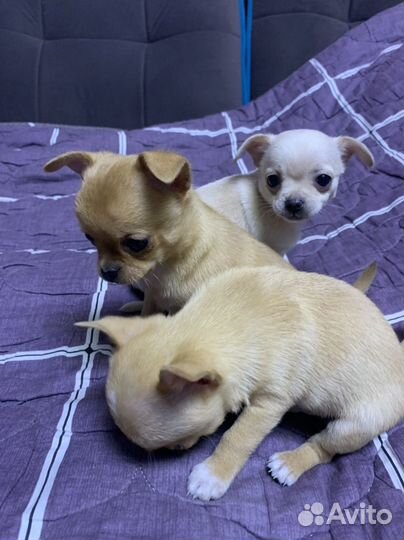 Щенки чихуахуа