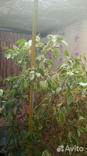 Фикус бенджамина пестролистный