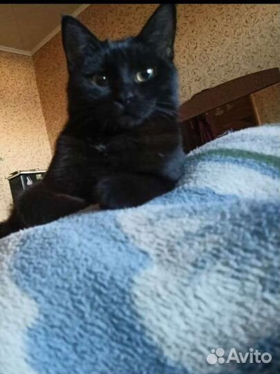 Отдам кошечку в добрые руки