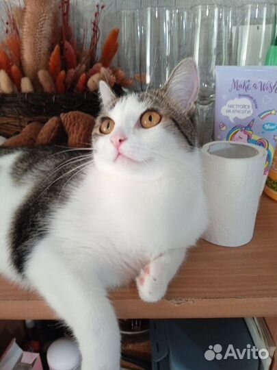 Передержка кошек и собак