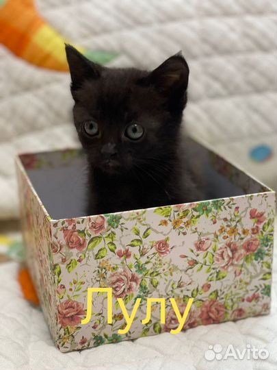 Кошечка мурлыка