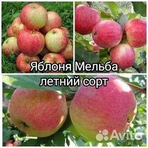 Саженцы Яблони