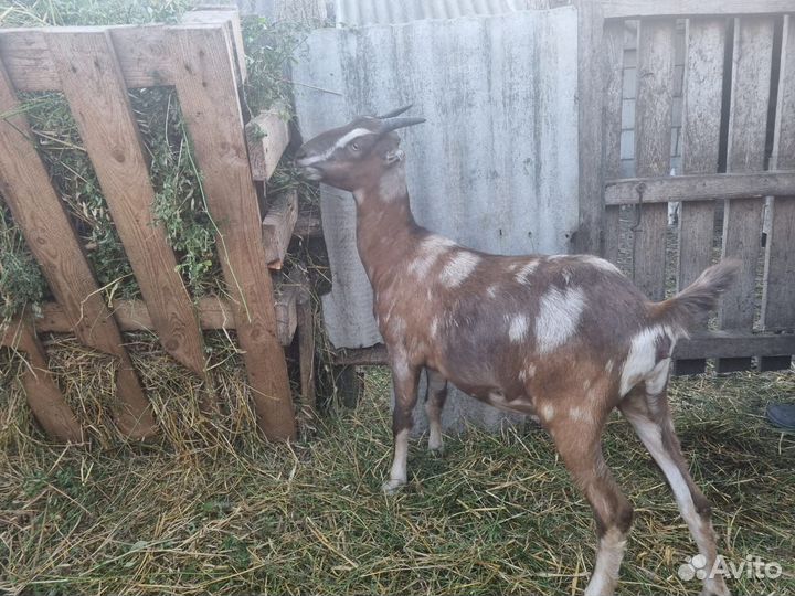 Козы разных пород