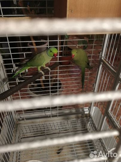 Ожереловые попугаи пара