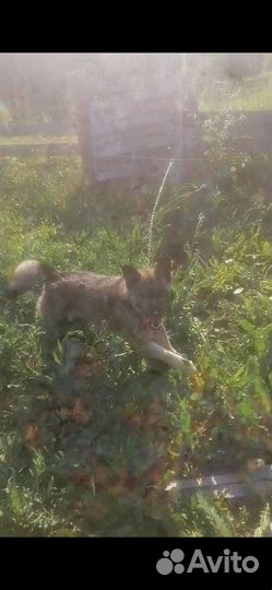 Отдам в добрые руки