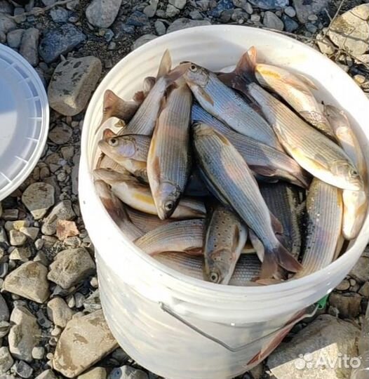 Рыба хариус