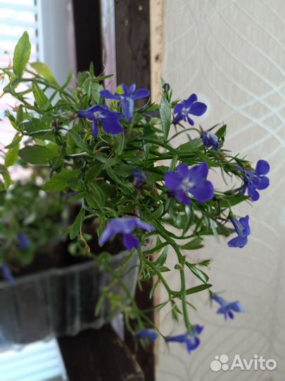 Лобелия вегетативная (черенки)