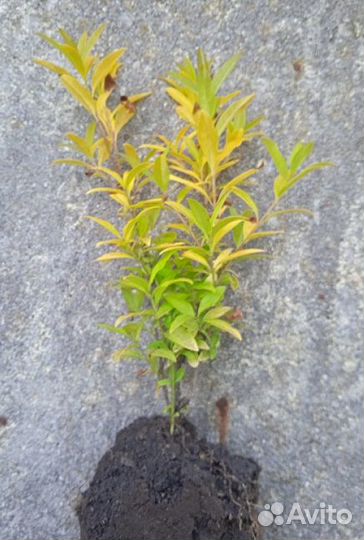 Бирючина золотистая