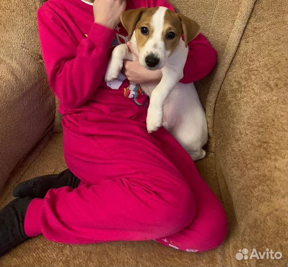 Щенки джек рассел терьер гладкошерстный