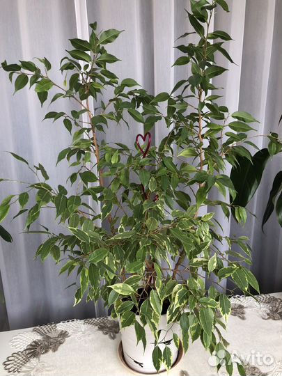 Фикус Бенджамина