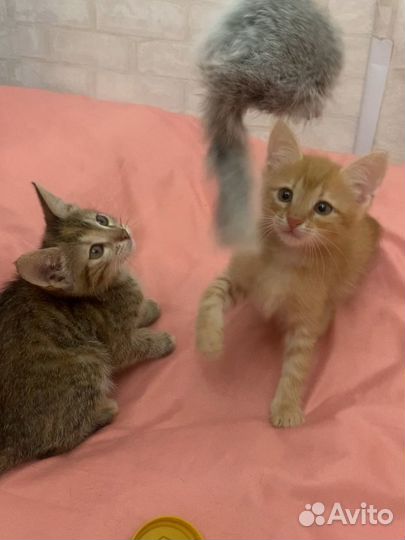 Милые котята ищут дом