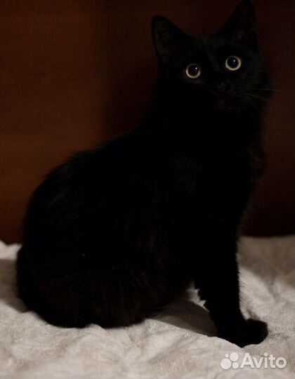 Кошка в дар