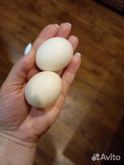 Карликовые куры Э-3 бронь