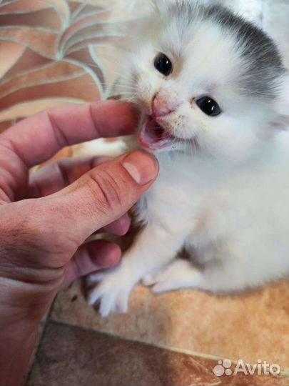 Кошка турецкая ангора
