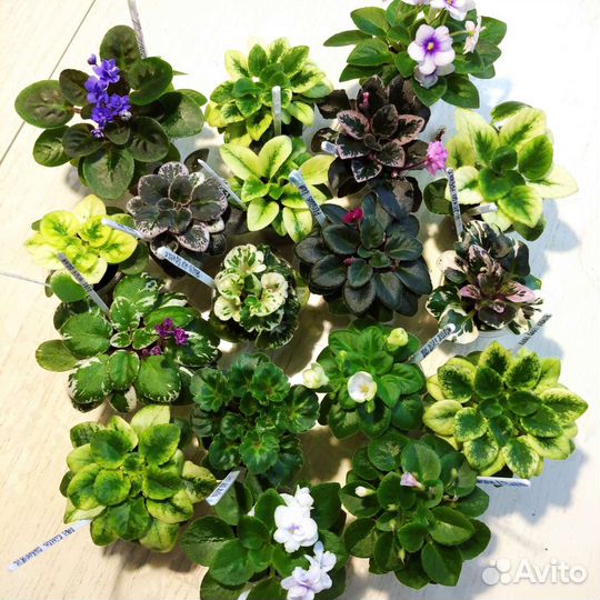 Стрептокарпус, мини фиалочки,хойя и другие