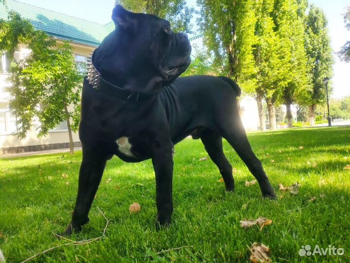 Кобель на вязку