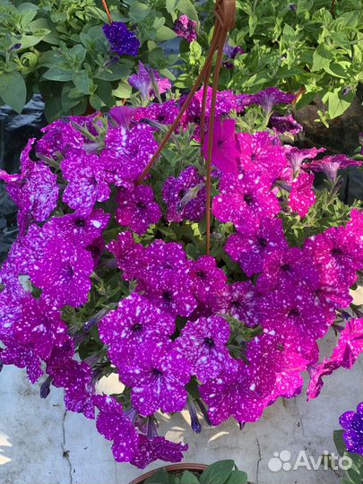 Однолетние цветы оптом