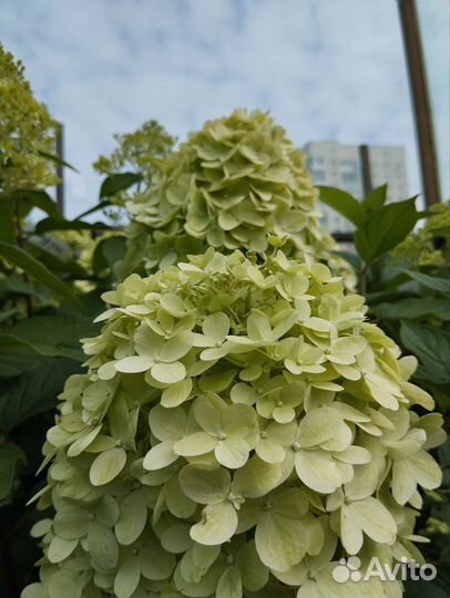 Гортензия метельчатая 