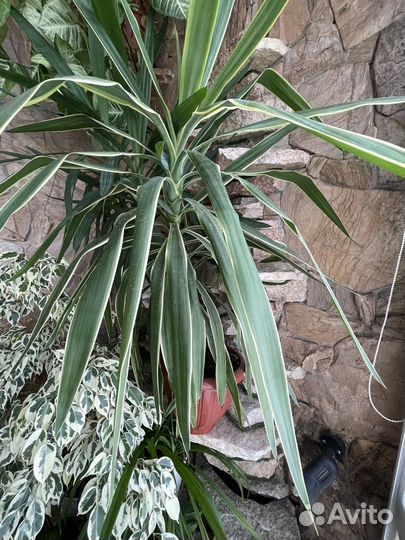 Комнатные цветы драцена