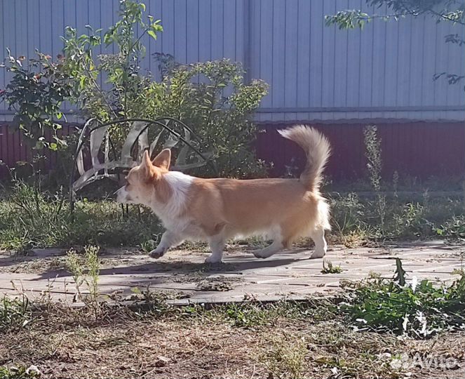 Щенок корги