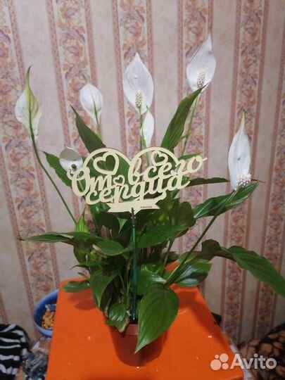 Спатифиллум