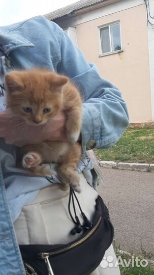 Котёнок мальчик