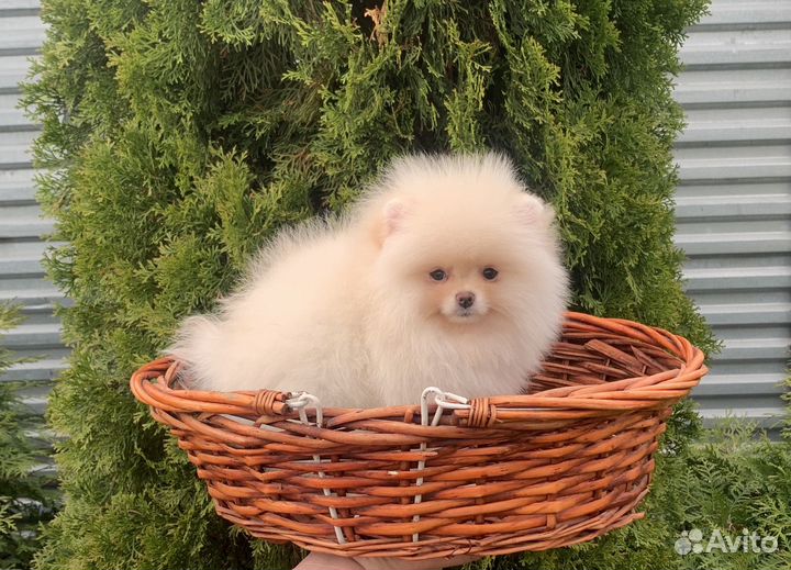 Померанский шпиц микро