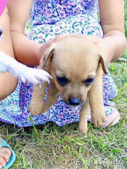 Маленькие собачки щенята