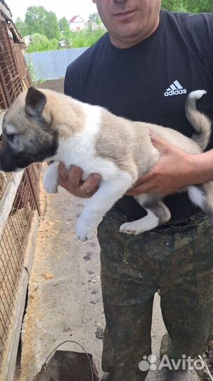 Продам щенков заподно сибирской лайки