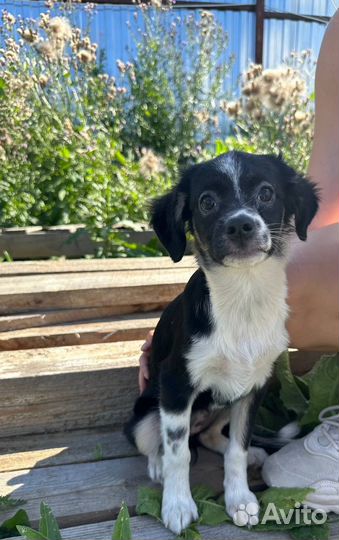 Щенок в добрые руки