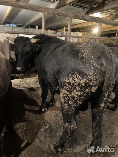 Быки на мясо