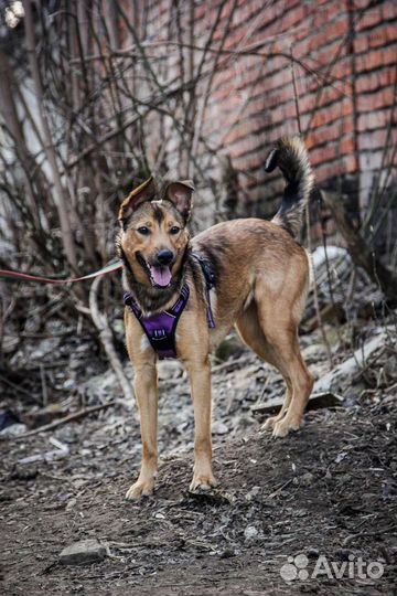 Собака в добрые руки