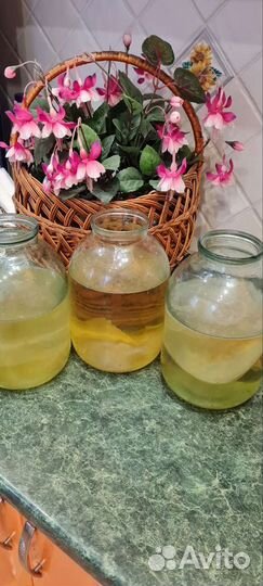 Чайный гриб камбуча