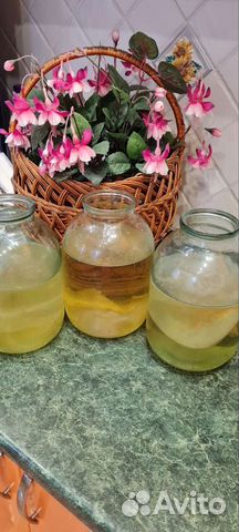 Чайный гриб камбуча