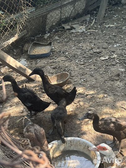 Индийский бегунок