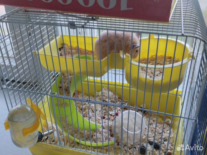 Сирийский хомяк