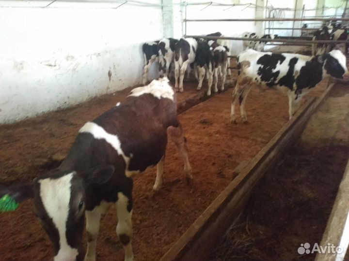 Телята мясной породы бычки