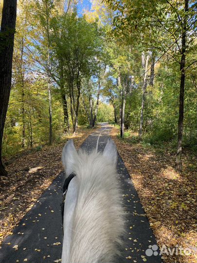 Конные прогулки по лесу в черте города