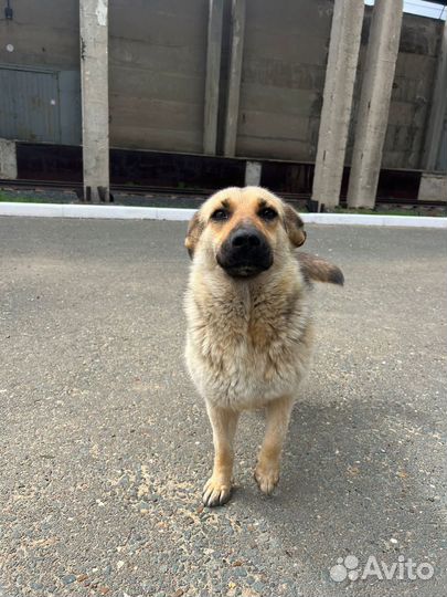 Молодая стерильная собака ищет дом