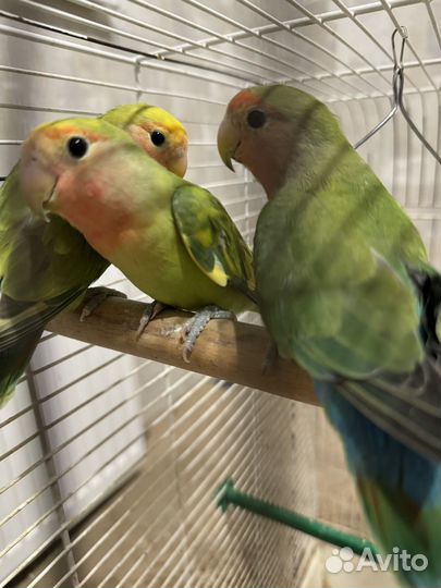 Попугаи неразлучники