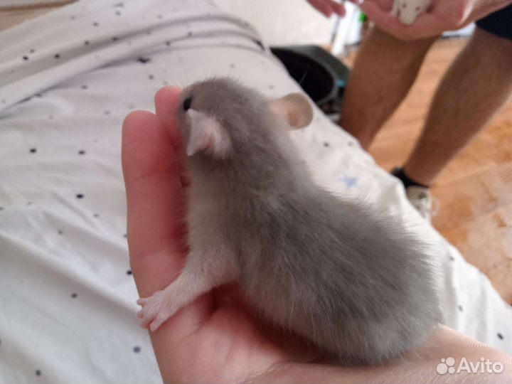 Декоративная крыса дамбо