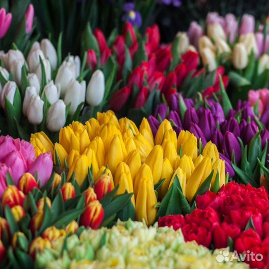 Тюльпаны луковица