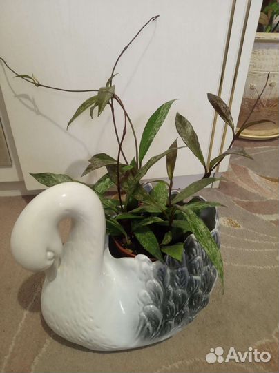 Хойя сигилатис