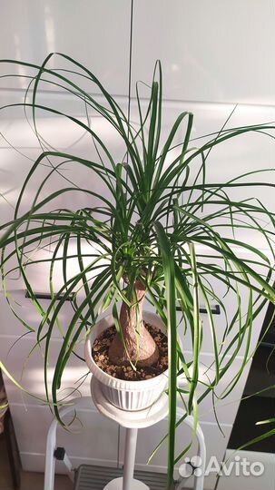 Бокарнея нолина, драцена, замиокулькас