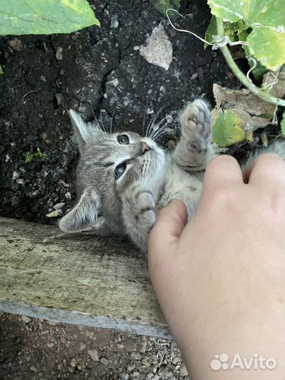 Отдам котенка в добрые руки